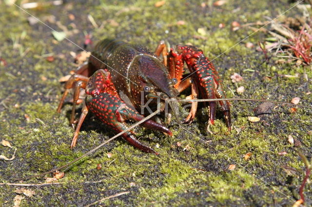 Red swamp crayfish (Procambarus clarkii)