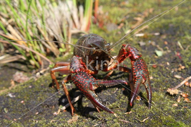 Rode Amerikaanse rivierkreeft (Procambarus clarkii)