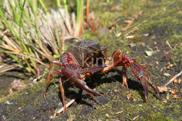 Red swamp crayfish (Procambarus clarkii)