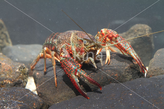 Rode Amerikaanse rivierkreeft (Procambarus clarkii)