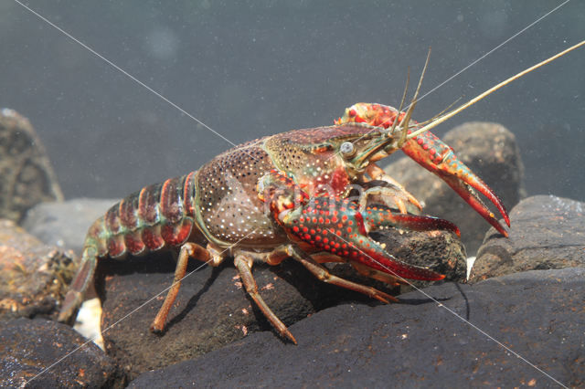 Rode Amerikaanse rivierkreeft (Procambarus clarkii)