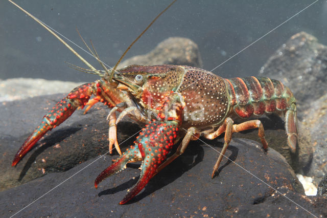 Red swamp crayfish (Procambarus clarkii)