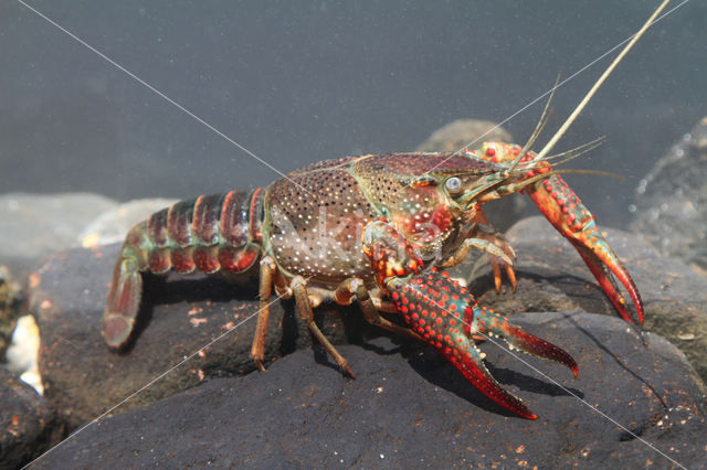 Rode Amerikaanse rivierkreeft (Procambarus clarkii)