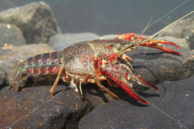 Rode Amerikaanse rivierkreeft (Procambarus clarkii)