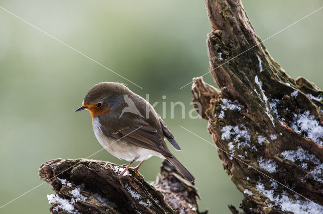 Roodborst