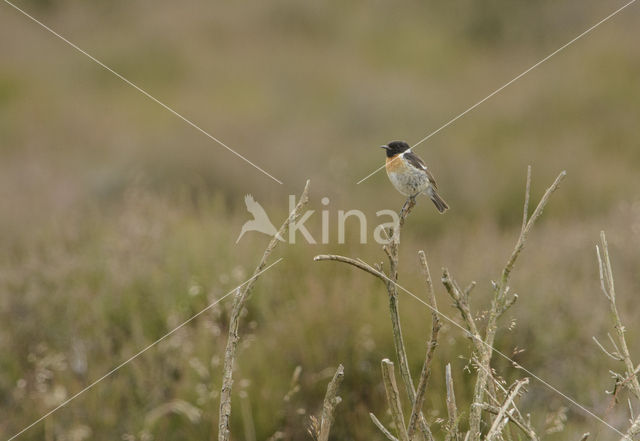 Roodborsttapuit (Saxicola rubicola)