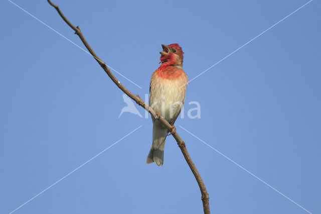 Roodmus (Carpodacus erythrinus)