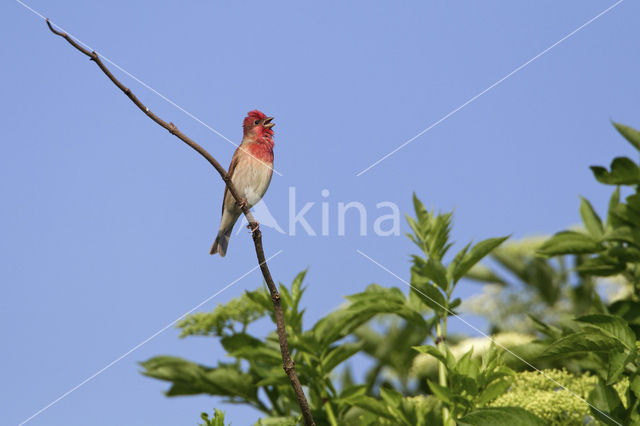 Roodmus (Carpodacus erythrinus)