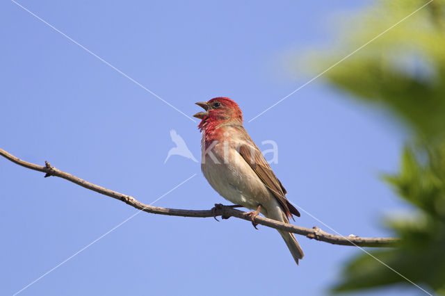 Roodmus (Carpodacus erythrinus)