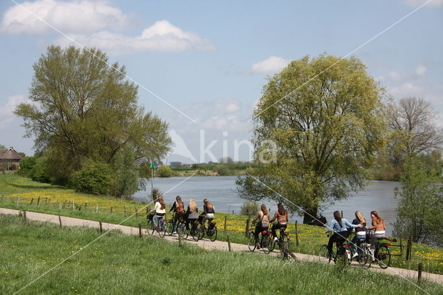 Schietwilg (Salix alba)