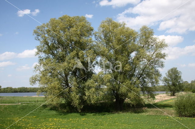 Schietwilg (Salix alba)