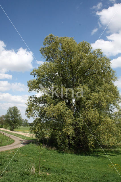 Schietwilg (Salix alba)