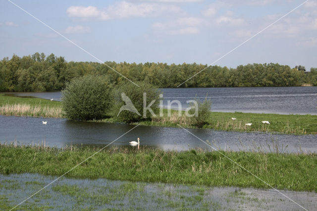 Schietwilg (Salix alba)