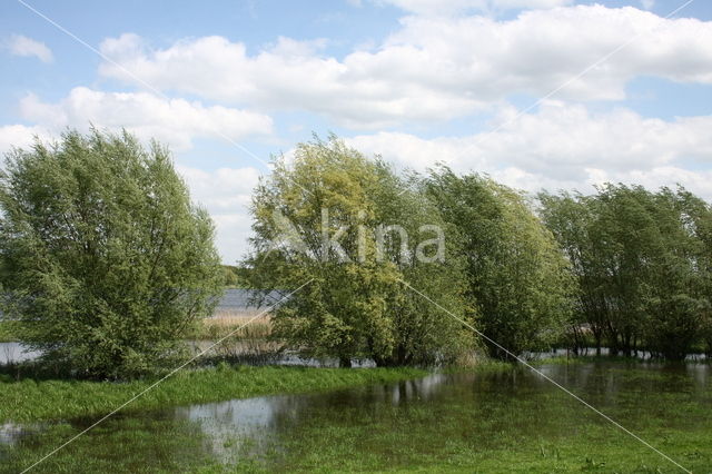 Schietwilg (Salix alba)