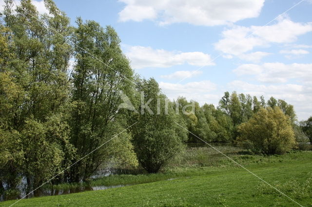 Schietwilg (Salix alba)