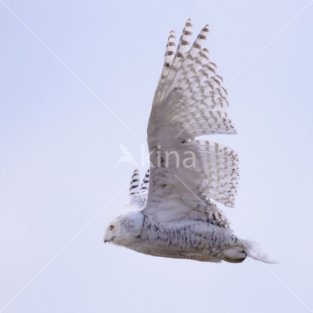 Sneeuwuil (Bubo scandiacus)