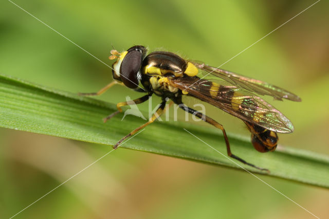 Sphaerophoria philanthus