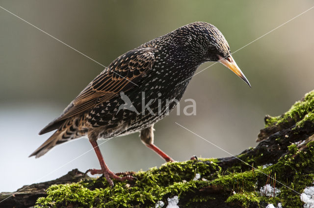 European Starling (Sturnus vulgaris)