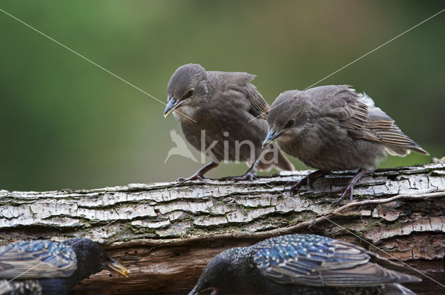 Spreeuw (Sturnus vulgaris)