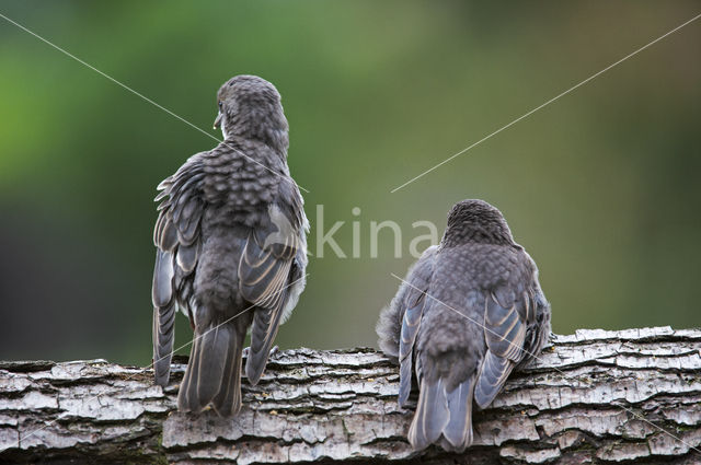 Spreeuw (Sturnus vulgaris)