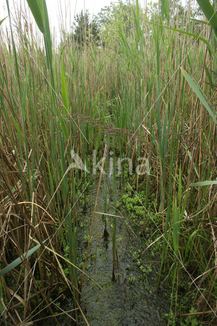 Strabrechtse Heide