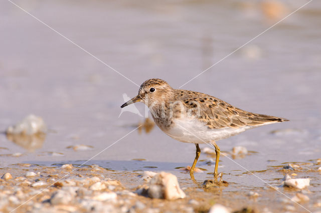 Temmincks Strandloper (Calidris temminckii)