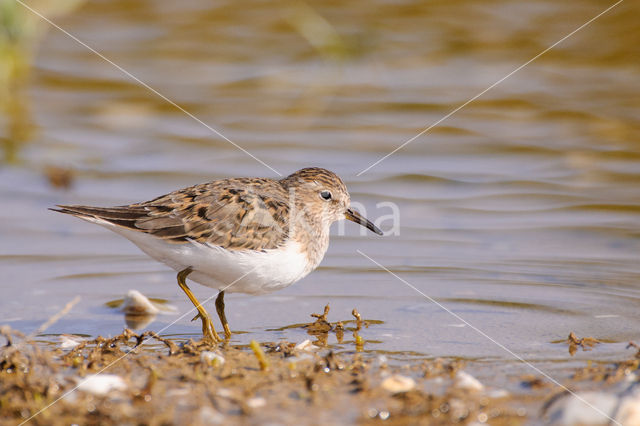 Temmincks Strandloper (Calidris temminckii)