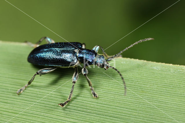 Trage rietkever (Plateumaris sericea)