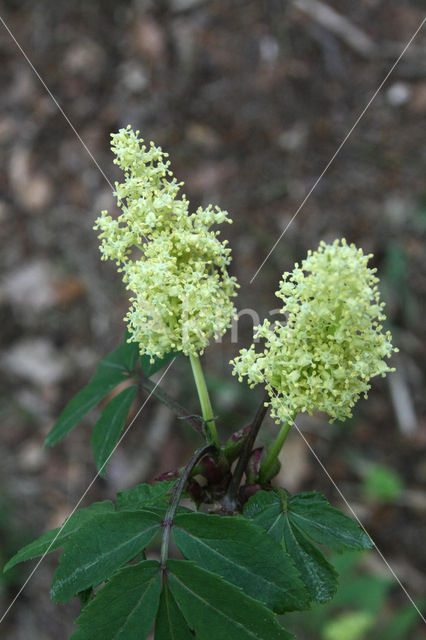 Trosvlier (Sambucus racemosa)