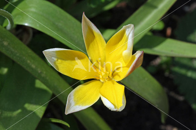 Tulp (Tulipa)