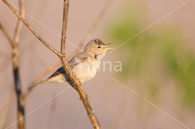 Vale Spotvogel (Hippolais pallida)