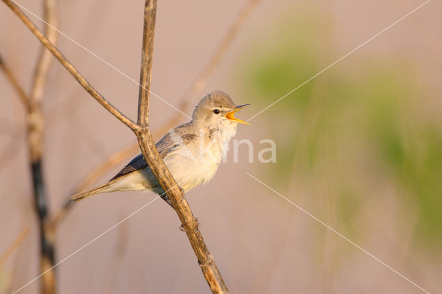 Vale Spotvogel (Hippolais pallida)