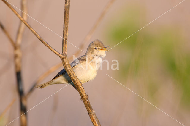 Olivaceous Warbler (Hippolais pallida)