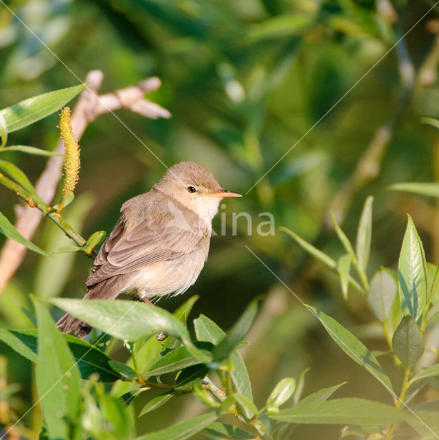 Vale Spotvogel (Hippolais pallida)