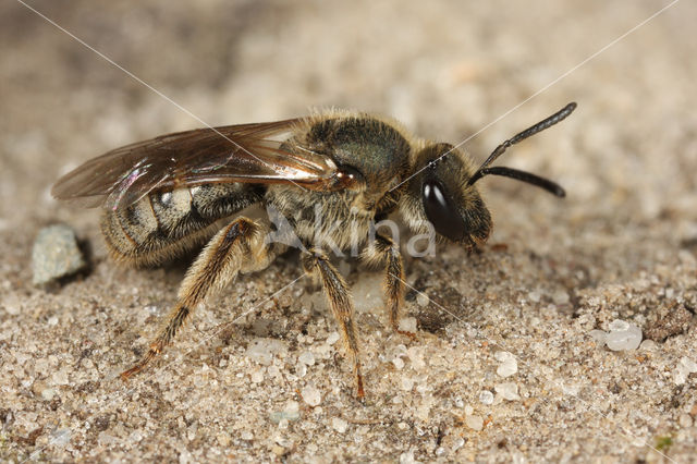 Viltige groefbij (Lasioglossum prasinum)