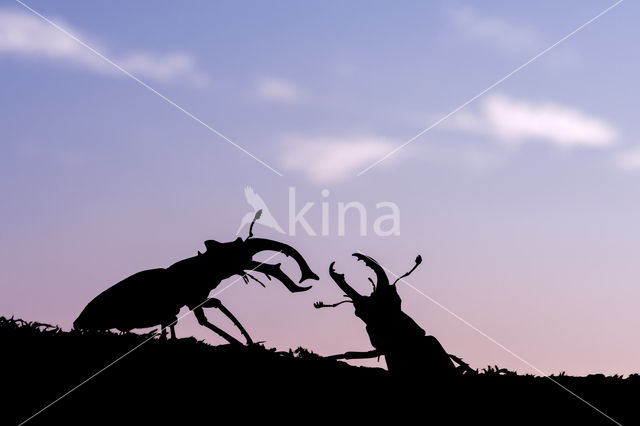 Vliegend hert (Lucanus cervus)