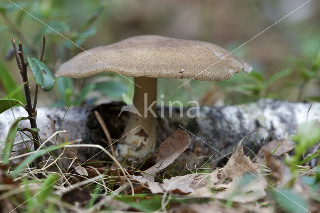 Voorjaarshoutzwam (Polyporus ciliatus)