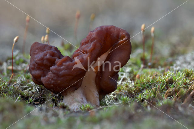 Voorjaarskluifzwam (Gyromitra esculenta)