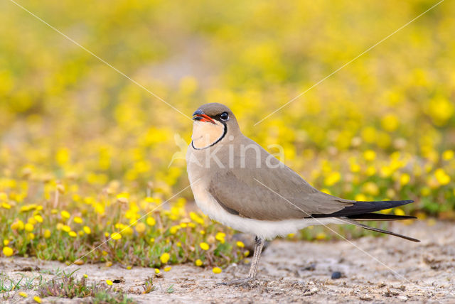 Collared Pratincole (Glareola pratincola)