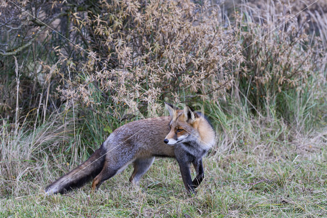 Vos (Vulpes vulpes)