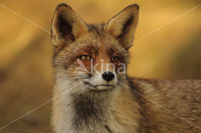 Vos (Vulpes vulpes)