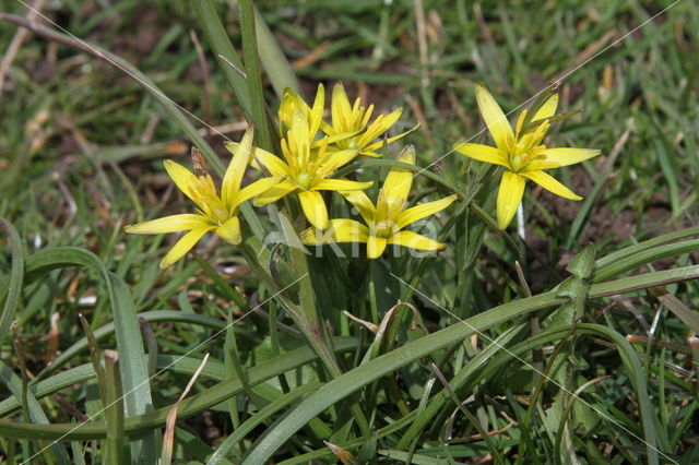 Weidegeelster (Gagea pratensis)