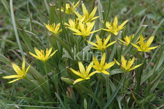 Weidegeelster (Gagea pratensis)