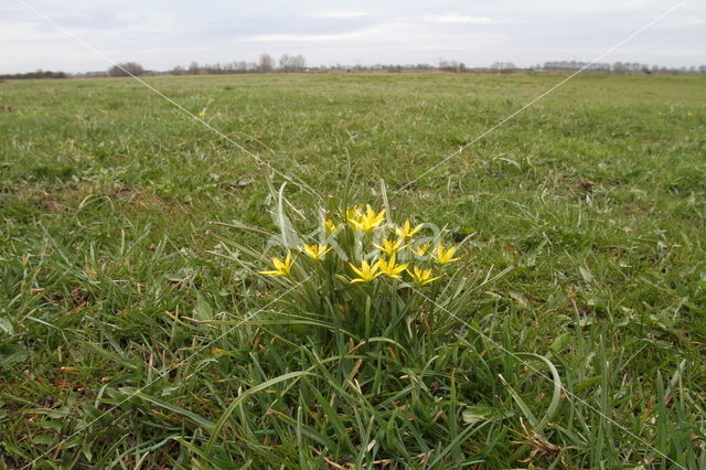 Weidegeelster (Gagea pratensis)