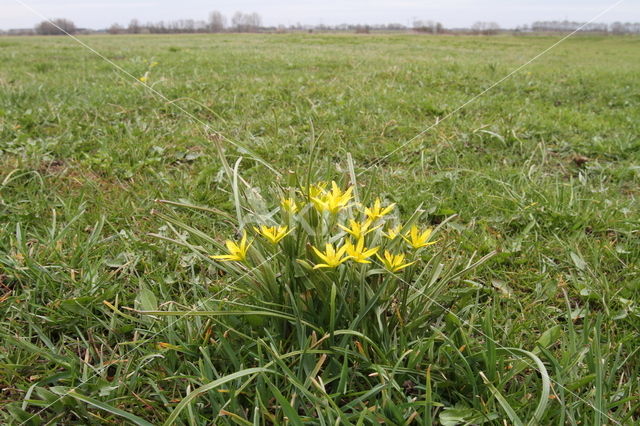 Weidegeelster (Gagea pratensis)