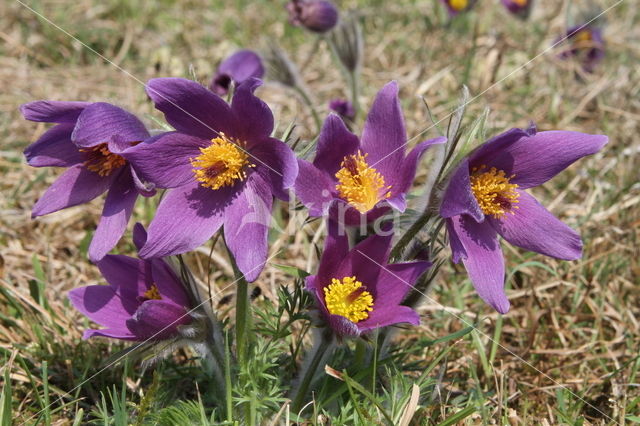 Pasqueflower (Pulsatilla vulgaris)