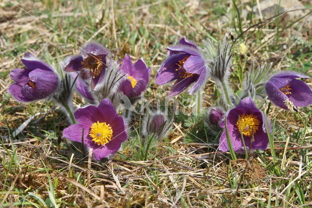 Pasqueflower (Pulsatilla vulgaris)