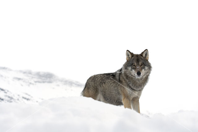 Grey Wolf (Canis lupus)