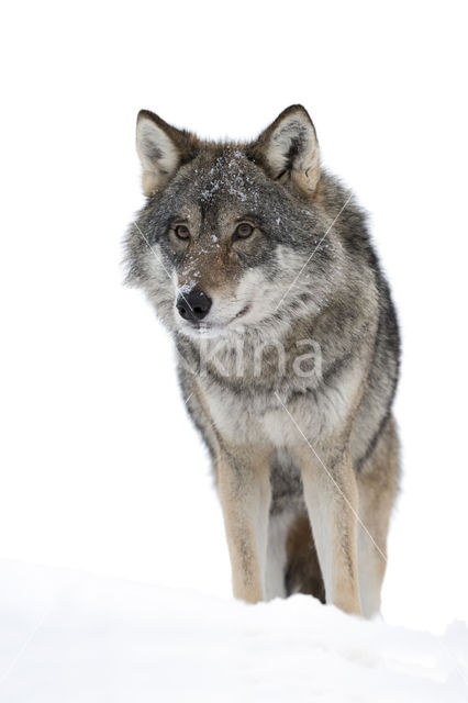 Wolf (Canis lupus)