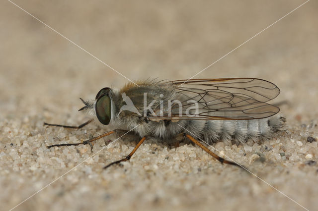 Zandviltvlieg (Acrosathe annulata)